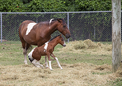 Chincoteague Wild Ponies : Personal Photo Projects : Photos : Richard Moore : Photographer